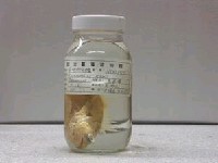 藏品(黃吻棘花鱸)的圖片